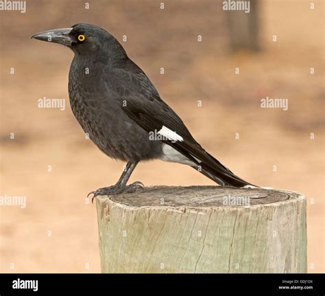 Australian Bird Black And White Stock Photos & Australian Bird Black ...