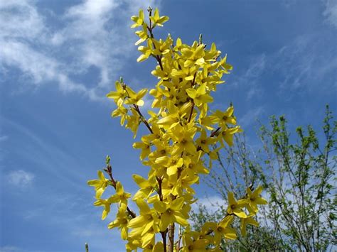 Forsythia Bloemen Geel · Gratis foto op Pixabay