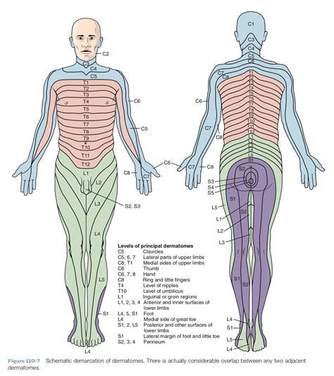 Dermatome Map