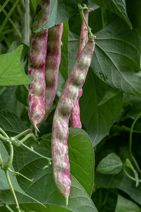 Picture Of Beans Plant - img-titmouse