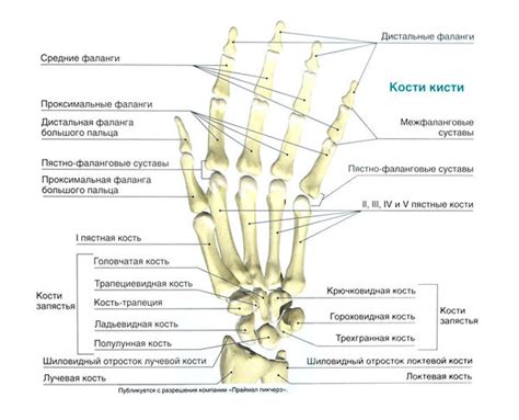 Лучезапястный сустав и кисть — SportWiki энциклопедия