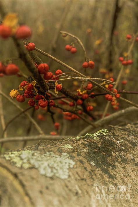 Bittersweet Berries Photograph by MD Babbidge - Fine Art America