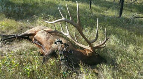 World Record Montana Elk to go on Display - Montana Hunting and Fishing ...