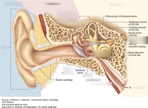 Anatomy Of The Ear Diagram Quizlet