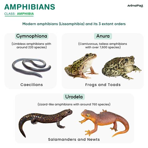 Amphibian Definition Examples Characteristics And Life Cycle