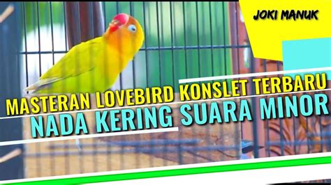 Masteran Lovebird Paud Dan Balibu Konslet Suara Minor Nada Kering Youtube