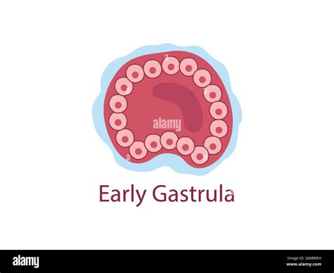 Gastrula The Cells Of Endoderm And Ectoderm The Stage Of Segmentation