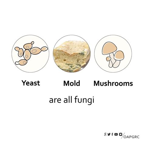 Twitter 上的 Mawarid Yeast mold and mushrooms are all fungi https t