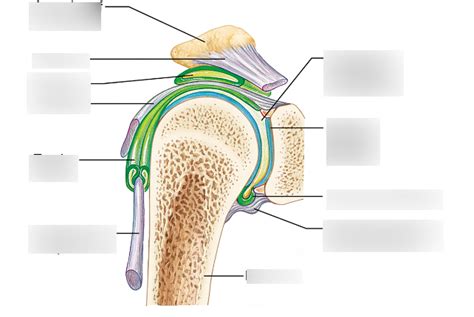 Synovial Joint Structure Diagram Quizlet