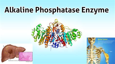 Alkaline Phosphatase Enzyme Clear Over View YouTube