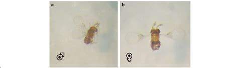 A B Male And Female Trichogramma Strain Tnv X 16 Download Scientific Diagram