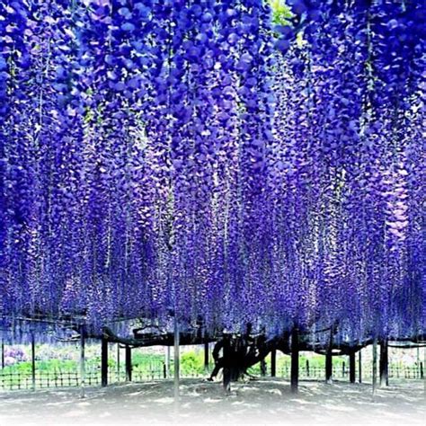 5 Chinese Wisteria Tree Seeds Fast Climber Flower Vine Cold Hardy