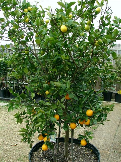 Seeds Dwarf Orange Navelina Citrus Sinensis” Navel Orange Tree Seeds