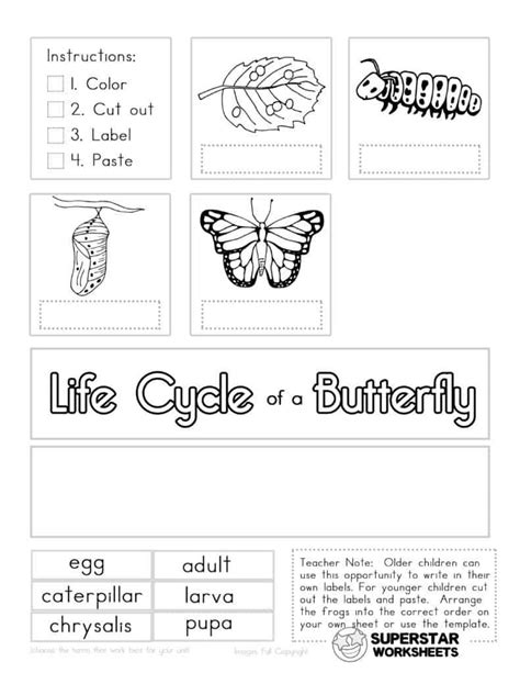 life cycle of a butterfly worksheet - Printable Worksheets