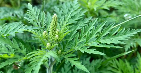 Frygtet Pollen Plante Sniger Sig Ind I Danmark Astma Allergi Danmark