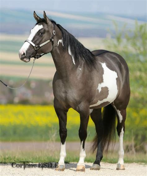 240 Best Beautiful Paint Horses Images On Pinterest Beautiful Horses