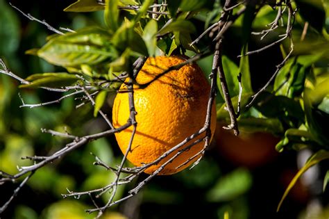 Orange Citrus Orangen Kostenloses Foto Auf Pixabay Pixabay