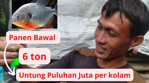 Panen Ikan Bawal Sekali Jual Ikan Dapat Puluhan Juta Rupiah Hari Ini