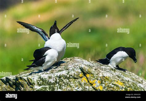 Razorbill, Alca Torda in habitat Stock Photo - Alamy