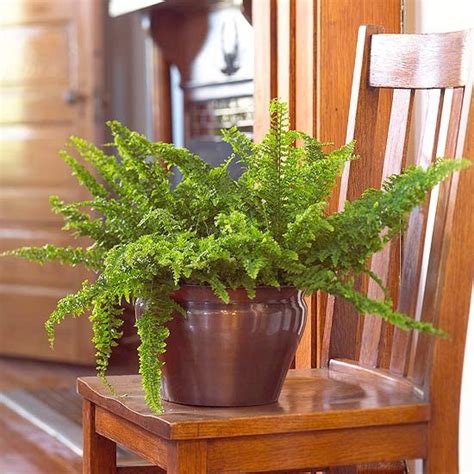 Our Favorite Ferns For Creating A Tropical Paradise Indoors