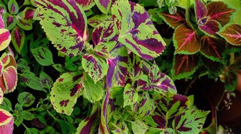 Coleus Varieties 35 Different Types Of Coleus Cultivars