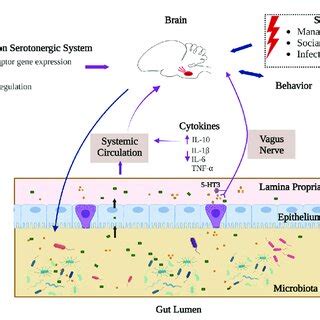 Interaction Of SCFAs And Serotonergic System In The Gut Brain Axis