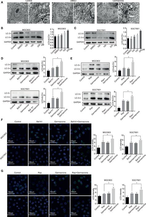 Frontiers Germacrone Regulates Hbxip Mediated Cell Cycle Apoptosis