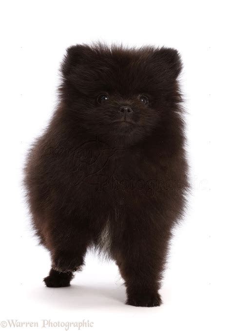 Dog: Black Pomeranian puppy, 10 weeks old photo WP48487