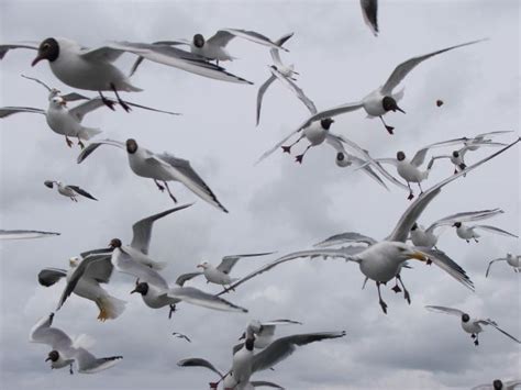 Free Images Beach Sea Water Wing Wave Seabird Flock Seagull