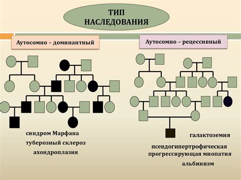 Методы генетики человека (клинико-генеалогический метод) - презентация ...