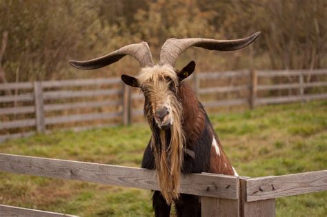 Free Images Nature Farm Wildlife Horn Pet Pasture Grazing