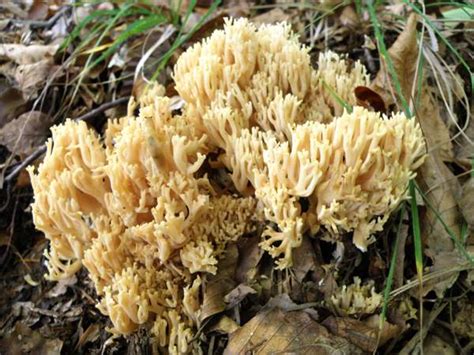 Coral Fungi