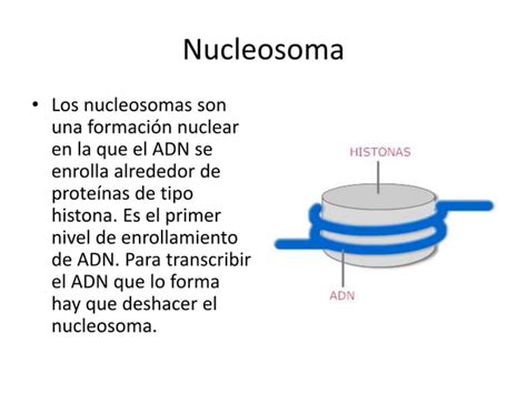 Tema Estructura De Los Cidos Nucleicos Aspectos Generales Formas