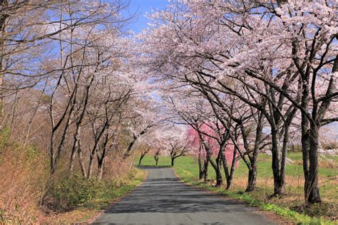 日本の風景「桜並木」壁紙1920x1280 壁紙館