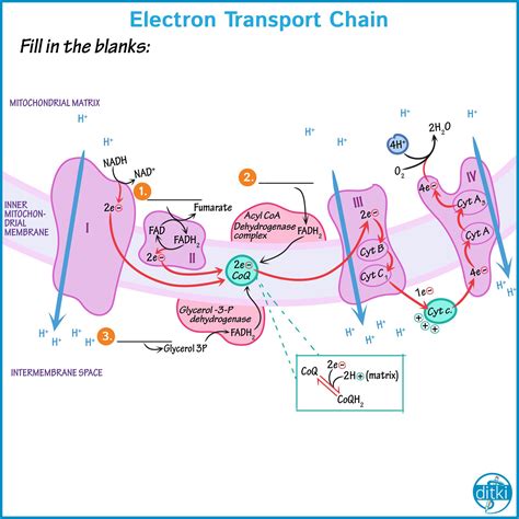 Electron Transport Chain Artofit