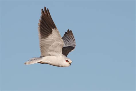 Black Winged Kite Svartvingad Glada Elanus Caeruleus Flickr