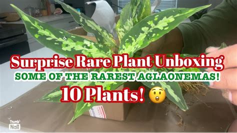 Rare Plant Unboxing Aglaonemas Philodendrons More YouTube