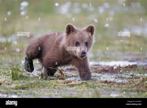 brown bear cub Stock Photo - Alamy