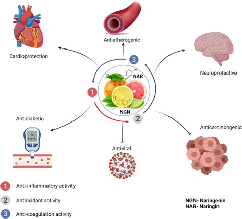 Pharmacological Roles of Naringin and Naringenin. NGN and NAR protect... | Download Scientific ...