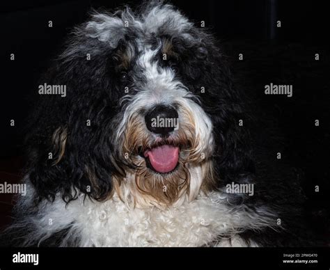 Bernese Mountain Poodle Mix Puppies