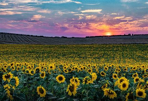 Summer of Sunflowers - Discover Dorchester