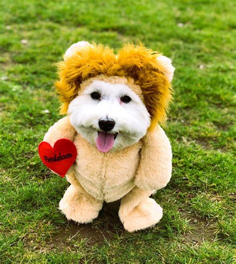 25 Best Small Dog Halloween Costumes.