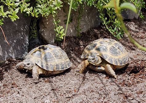 Russian Tortoise Care Sheet - Reptiles Magazine