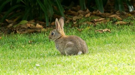 Wild Baby Bunny Eating Grass For Almost 7 Minutes Youtube