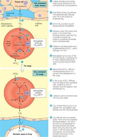 Oxygen And Carbon Dioxide Transport