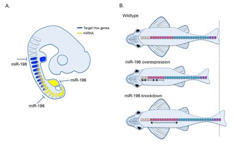 Mir 196 Regulates Hox Gene Expression And Patterning Of The A P Axis