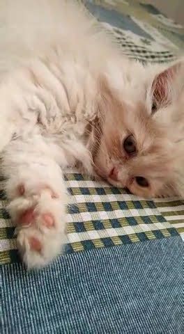 Top Cutest Pussy Meow Cat YouTube