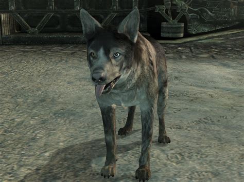 Dogmeat (Fallout 3) - The Fallout Wiki