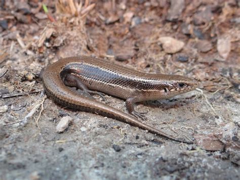 Coal Skink | Brad Glorioso’s Personal Website Amphibians and Reptiles ...