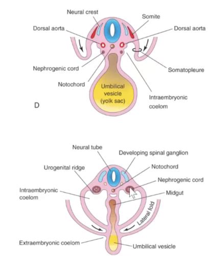 Embryology Urogenital Flashcards Quizlet